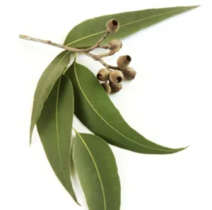 Eucalyptus Essential Oil