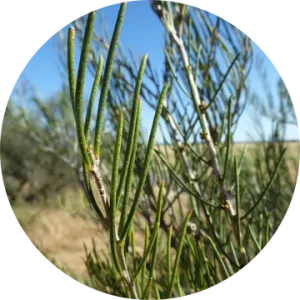 Honey Myrtle Essential Oil - Living Libations